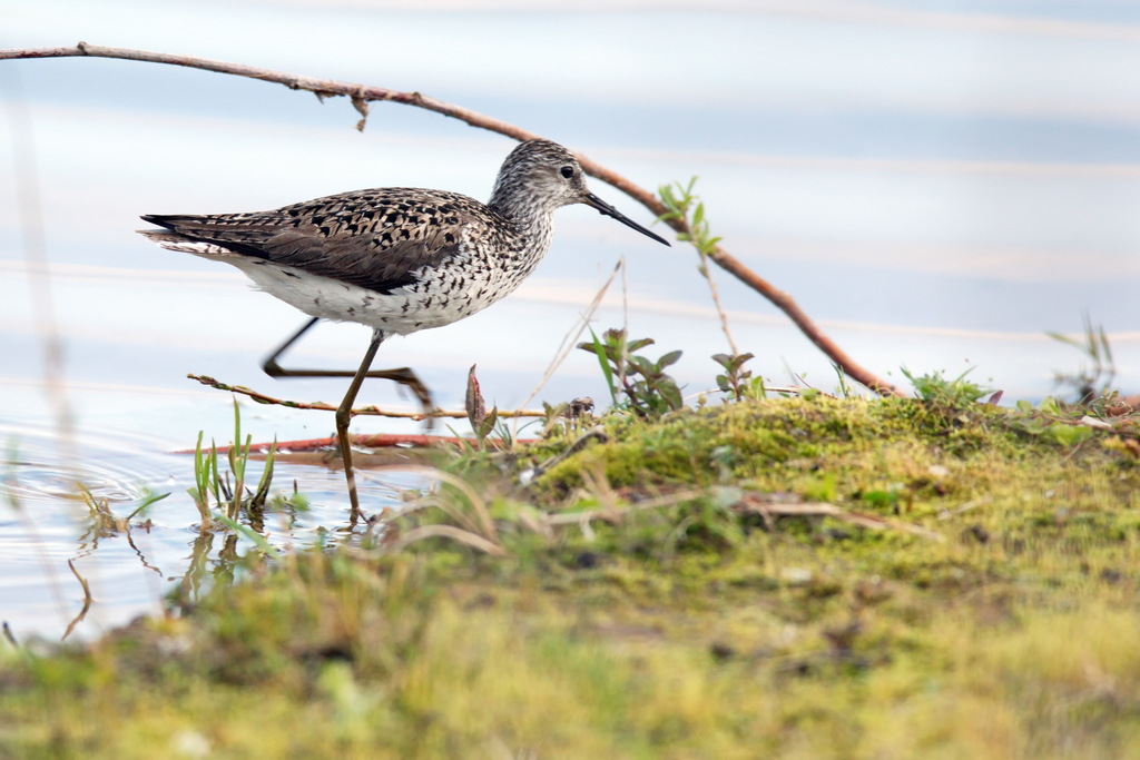 Tringa stagnatilis (Marsh Sandpiper), California species