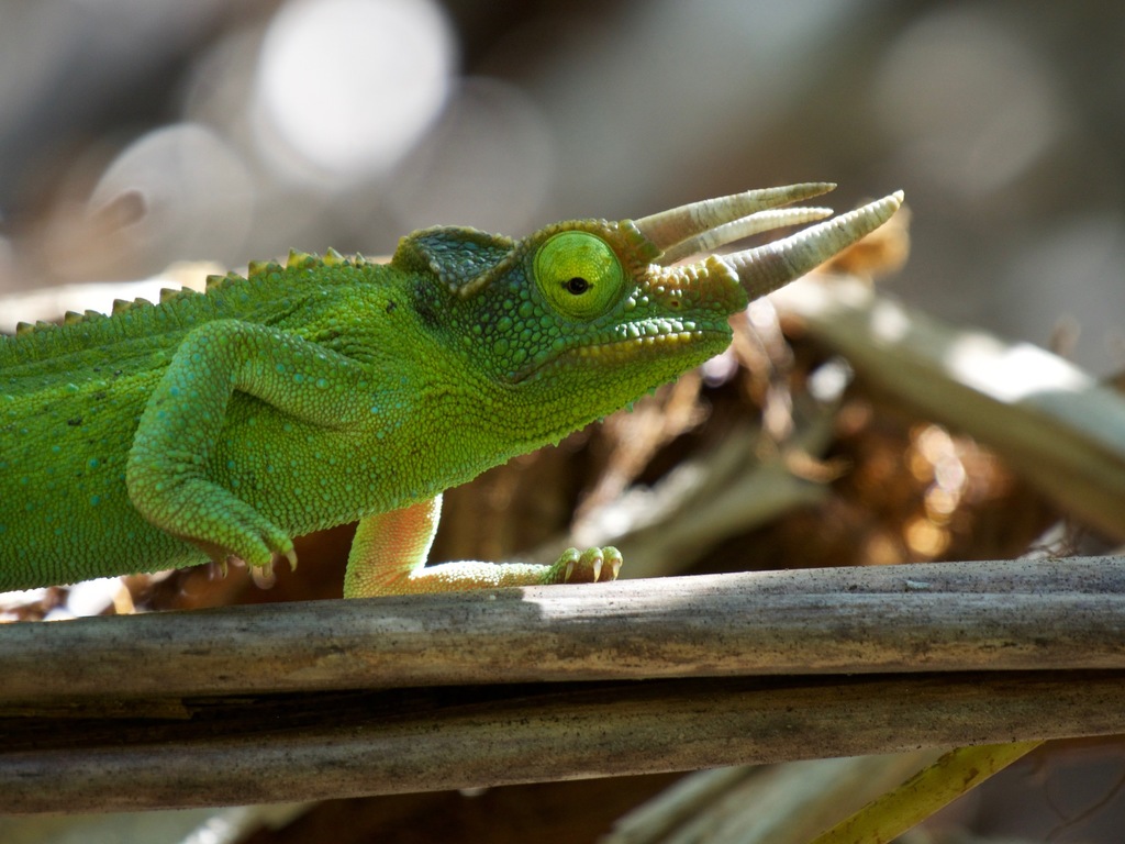 Trioceros jacksonii (Jackson's Chameleon), California species