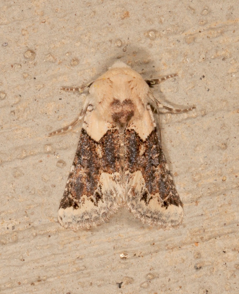 Triocnemis saporis, California species