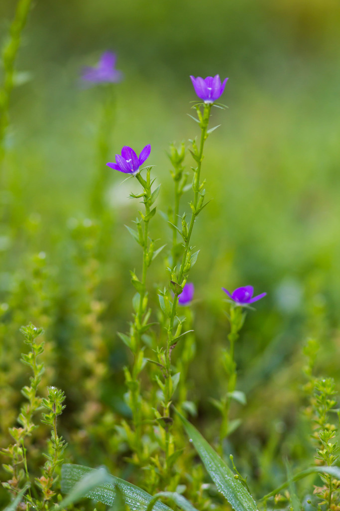 Triodanis biflora (Venus looking glass), native California herb