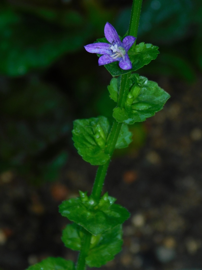 Triodanis perfoliata (Clasping venus looking glass), native California herb