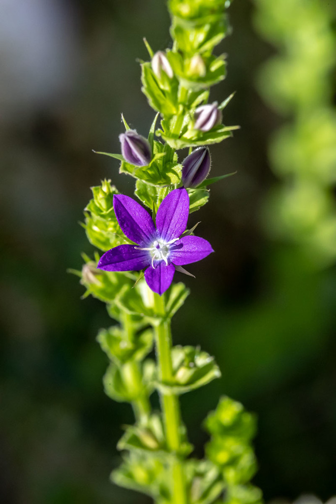 Triodanis sp. (Venus looking-glass), native California annual
