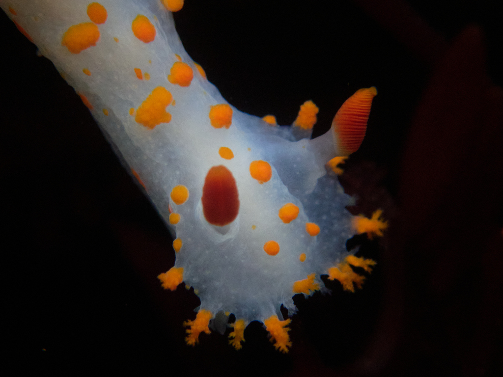 Triopha catalinae (Clown Dorid), California species
