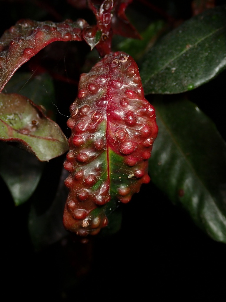 Trioza adventicia (Syzygium Leaf Psyllid), California species