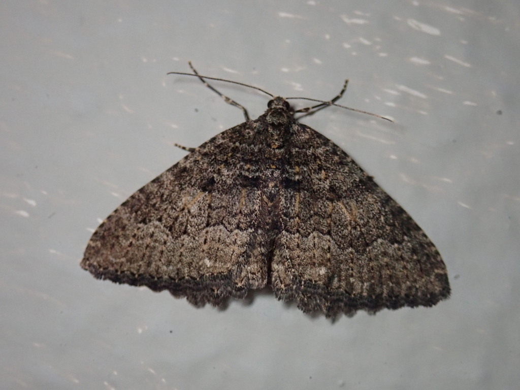 Triphosa californiata, California species