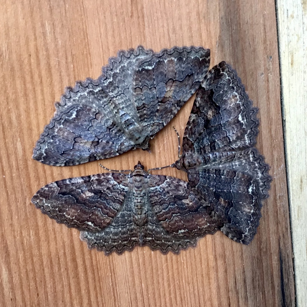 Triphosa haesitata (Tissue Moth), California species