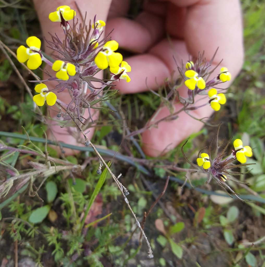 Triphysaria eriantha — parent species of Triphysaria eriantha subsp. rosea