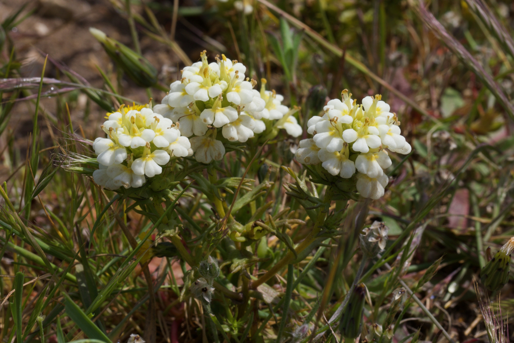 Triphysaria floribunda (San francisco owl's-clover), native California herb
