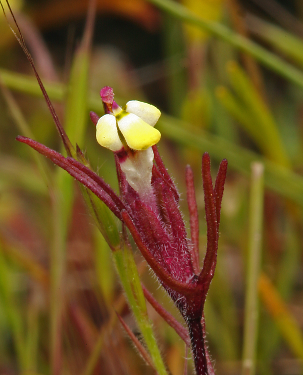 Triphysaria micrantha (Little butter 'n' eggs), native California herb