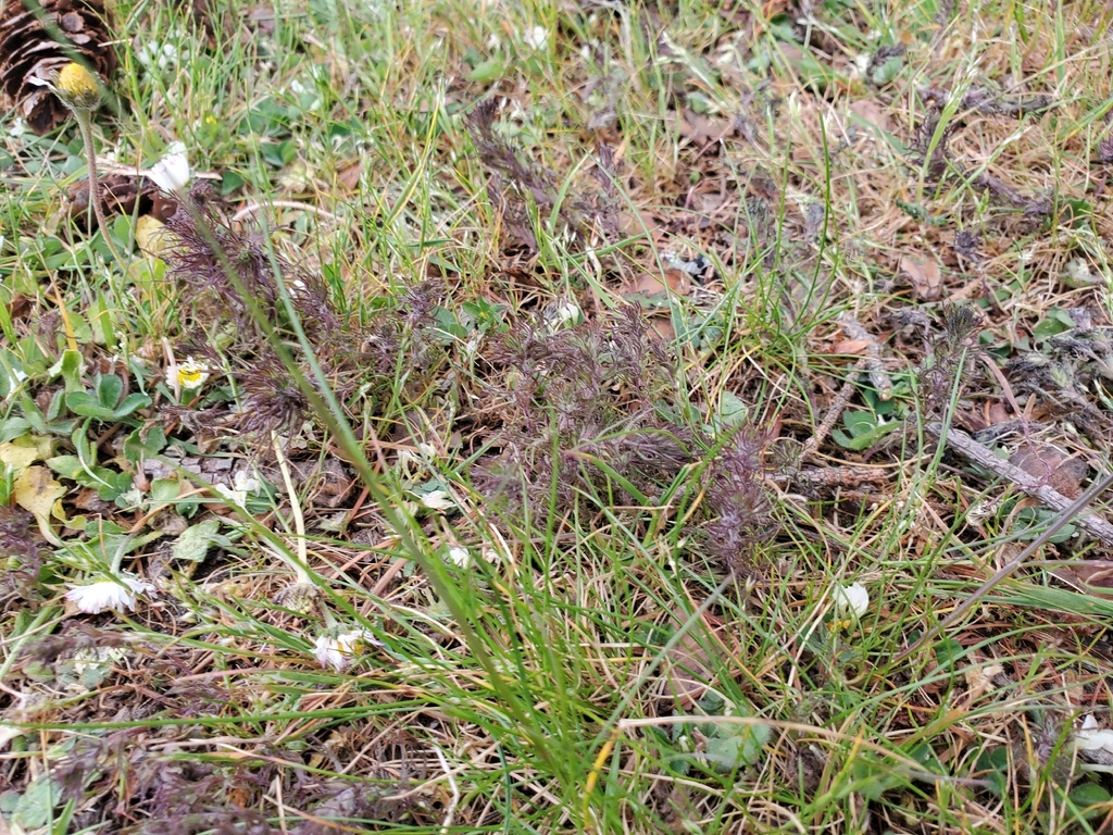 Triphysaria pusilla (Dwarf owl's clover), native California herb