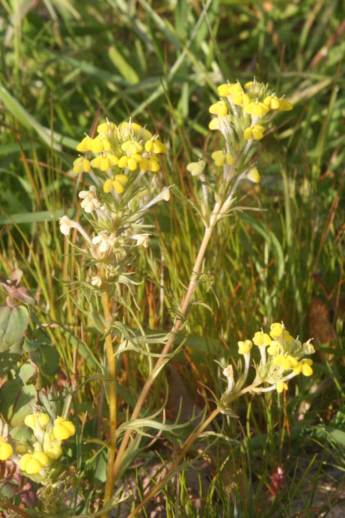 Triphysaria versicolor — parent species of Triphysaria versicolor subsp. versicolor