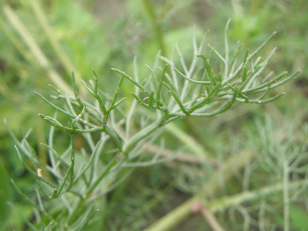 Tripleurospermum inodorum (Scentless mayweed), non-native California annual