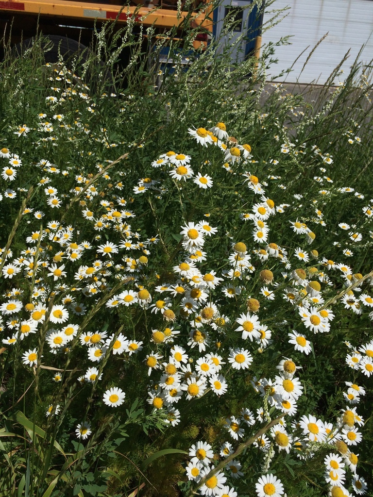 Tripleurospermum sp., non-native California perennial
