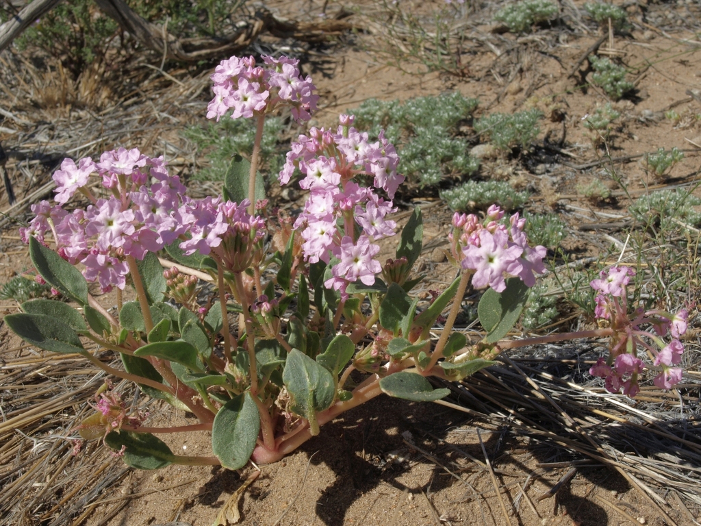 Tripterocalyx crux-maltae (Kellogg's sand-verbena), native California herb