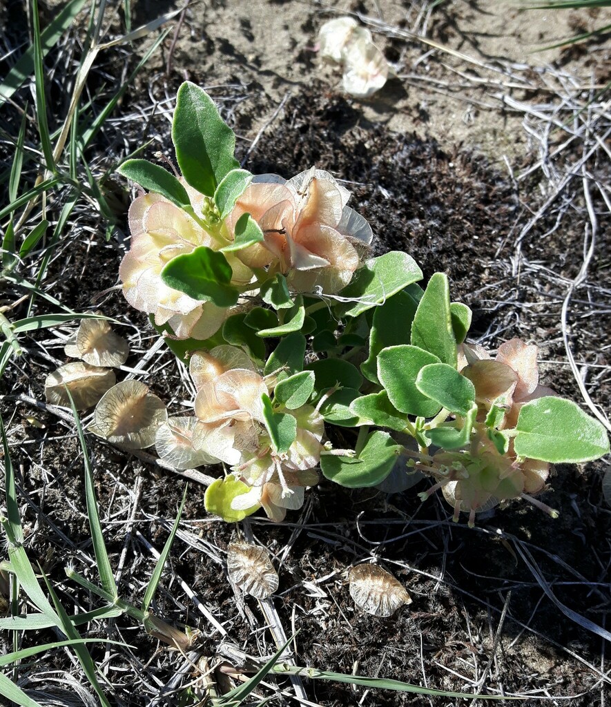Tripterocalyx micranthus (Small-flowered sand-verbena), native California herb