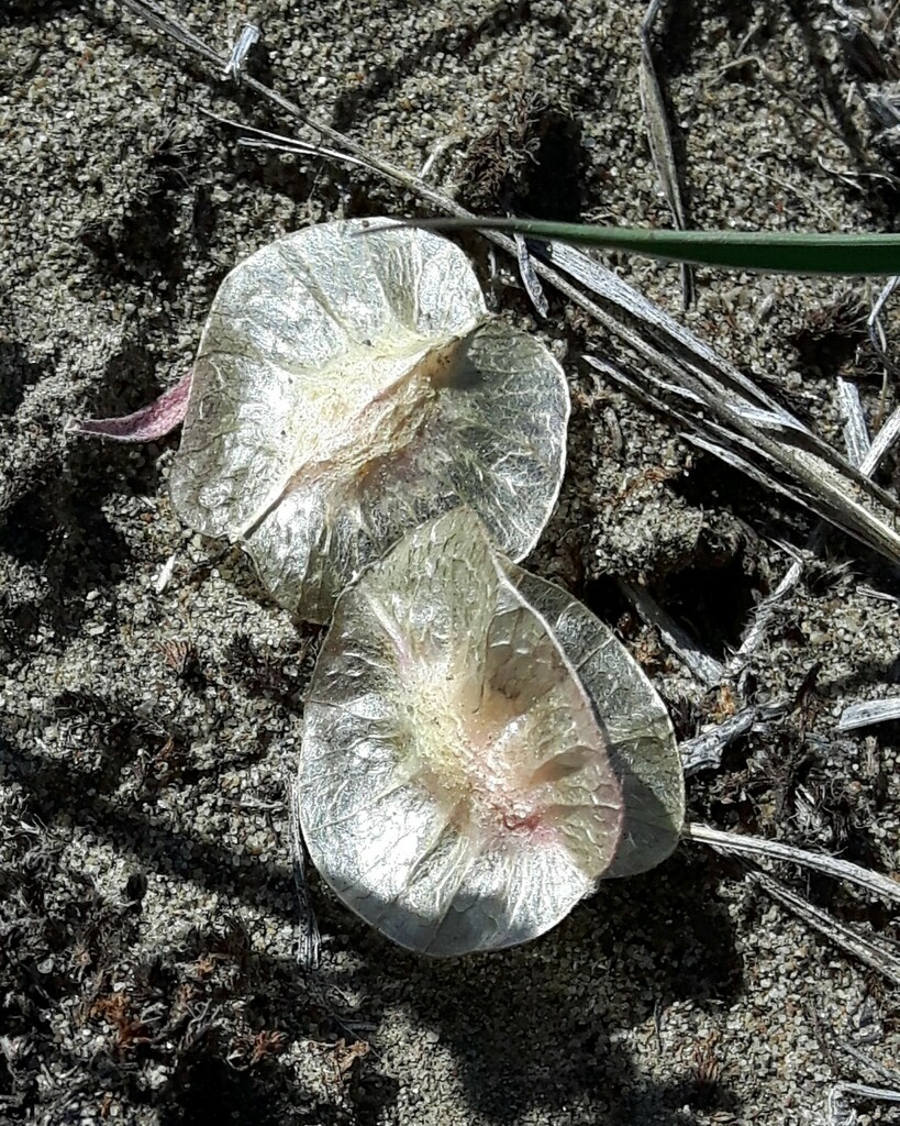 Tripterocalyx sp., native California perennial