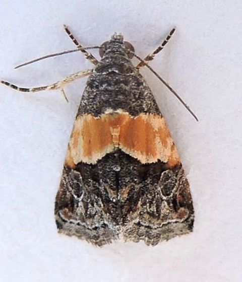 Tripudia balteata (The Belted Tripudia), California species