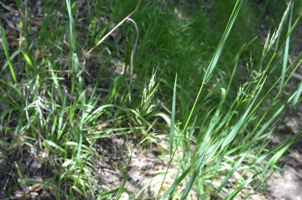 Trisetum canescens (Tall false oat), native California grass