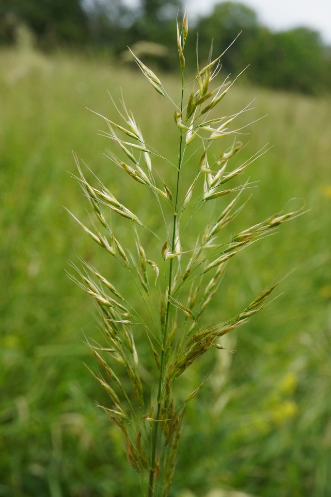 Trisetum wolfii (Wolf's false oat), native California grass