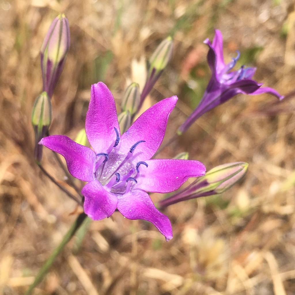 Triteleia bridgesii (Bridges' brodiaea), native California herb