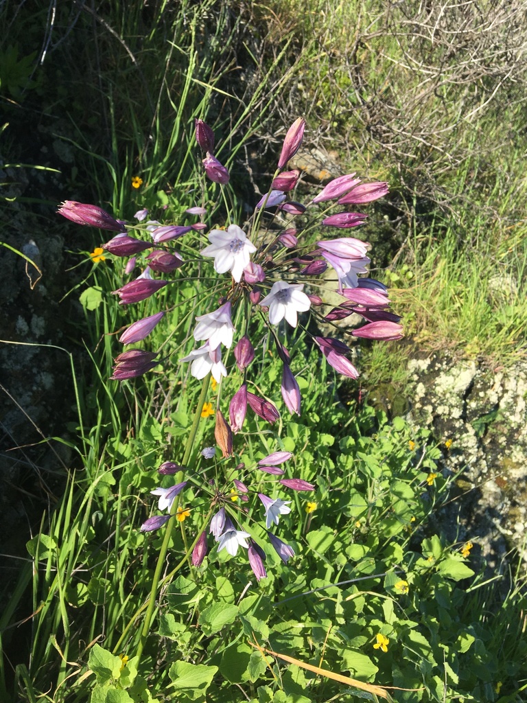 Triteleia clementina (San clemente island triteleia), native California herb