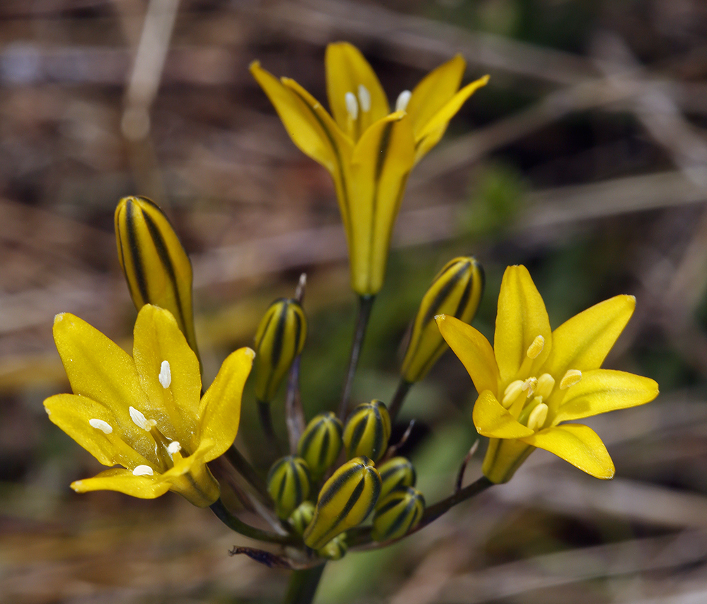 Triteleia crocea var. crocea (yellow triteleia), California herb