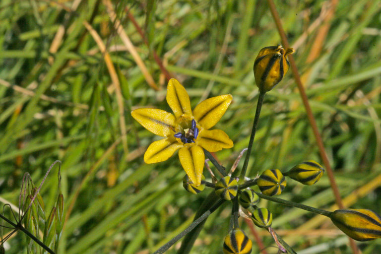 Triteleia dudleyi (Dudley's triplet lily), native California herb