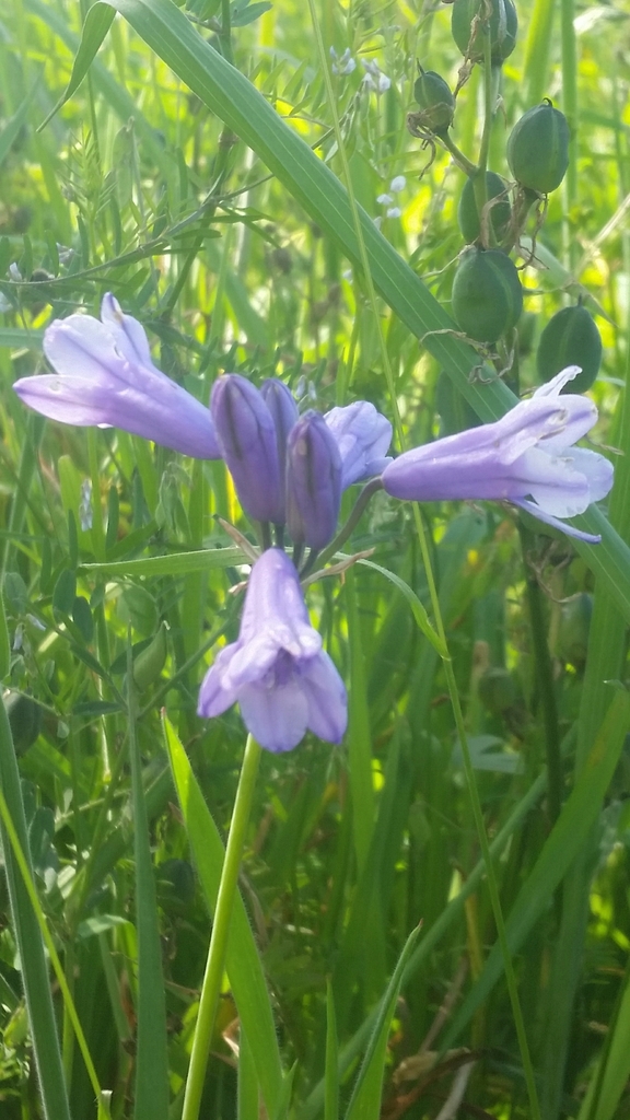 Triteleia grandiflora (Large-flowered triteleia), native California herb