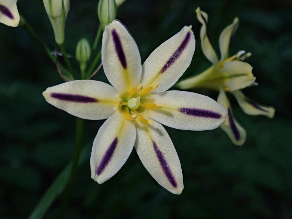 Triteleia hendersonii (Henderson's triteleia), native California herb