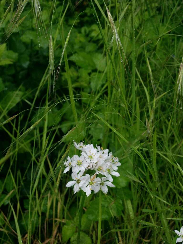 Triteleia hyacinthina (White brodiaea), native California herb