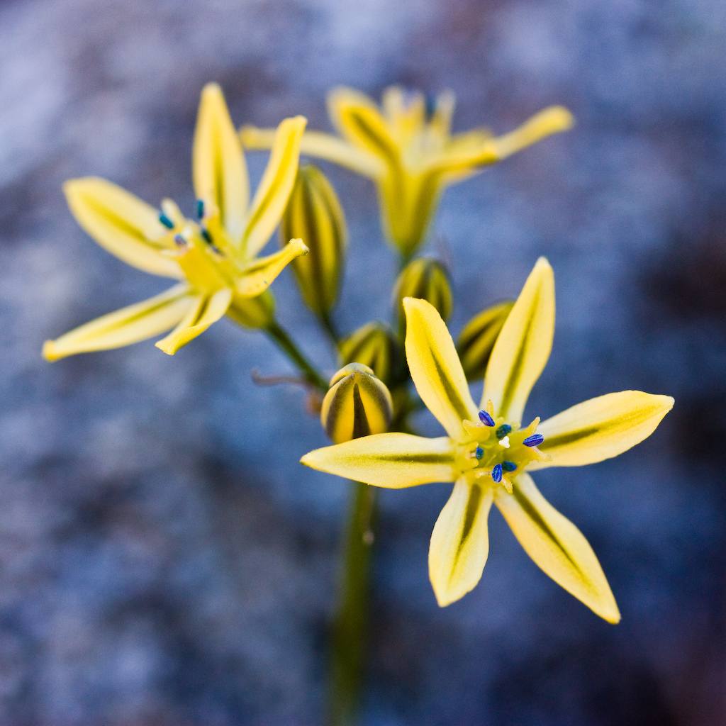 Triteleia ixioides subsp. ixioides (Golden brodiaea), native California herb