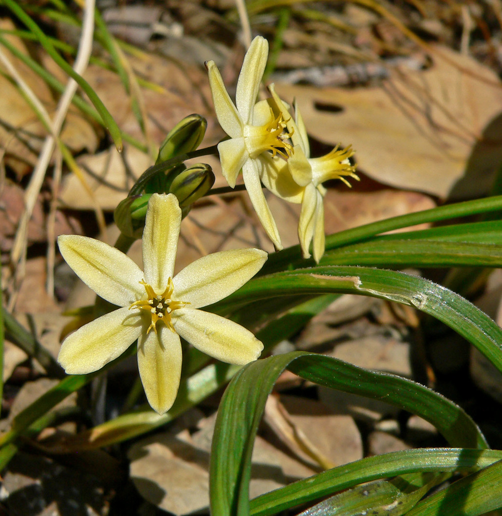 Triteleia ixioides subsp. unifolia, native California herb
