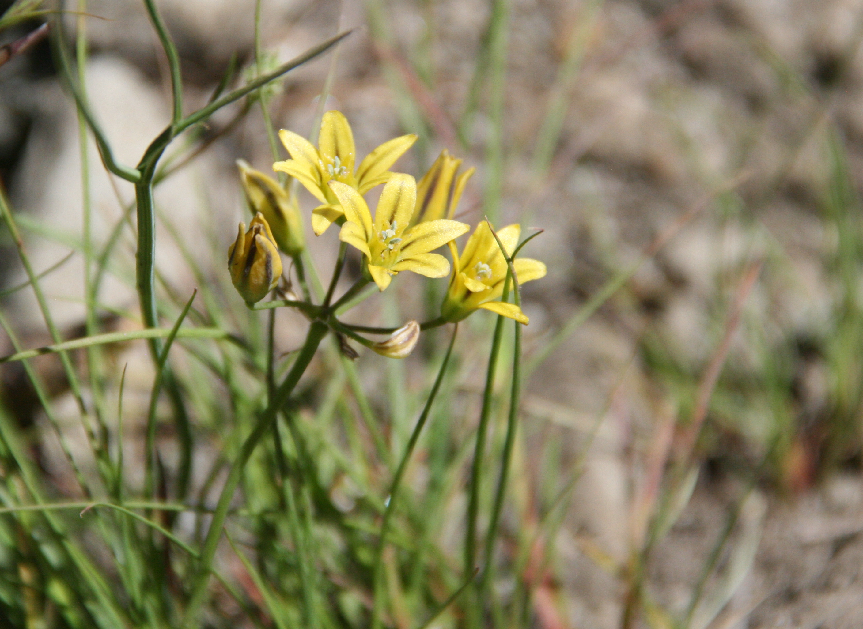 Triteleia ixioides (Golden brodiaea), native California herb