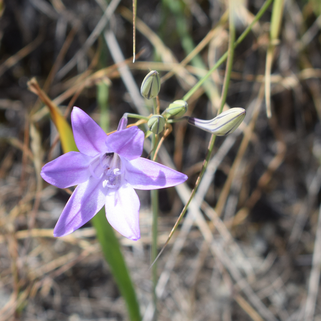 Triteleia laxa (Ithuriel's spear), native California herb