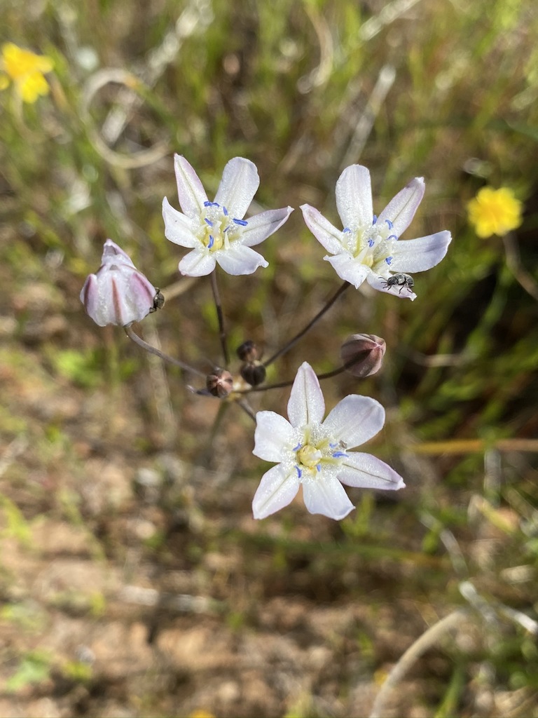 Triteleia lilacina (Foothill triteleia), native California herb