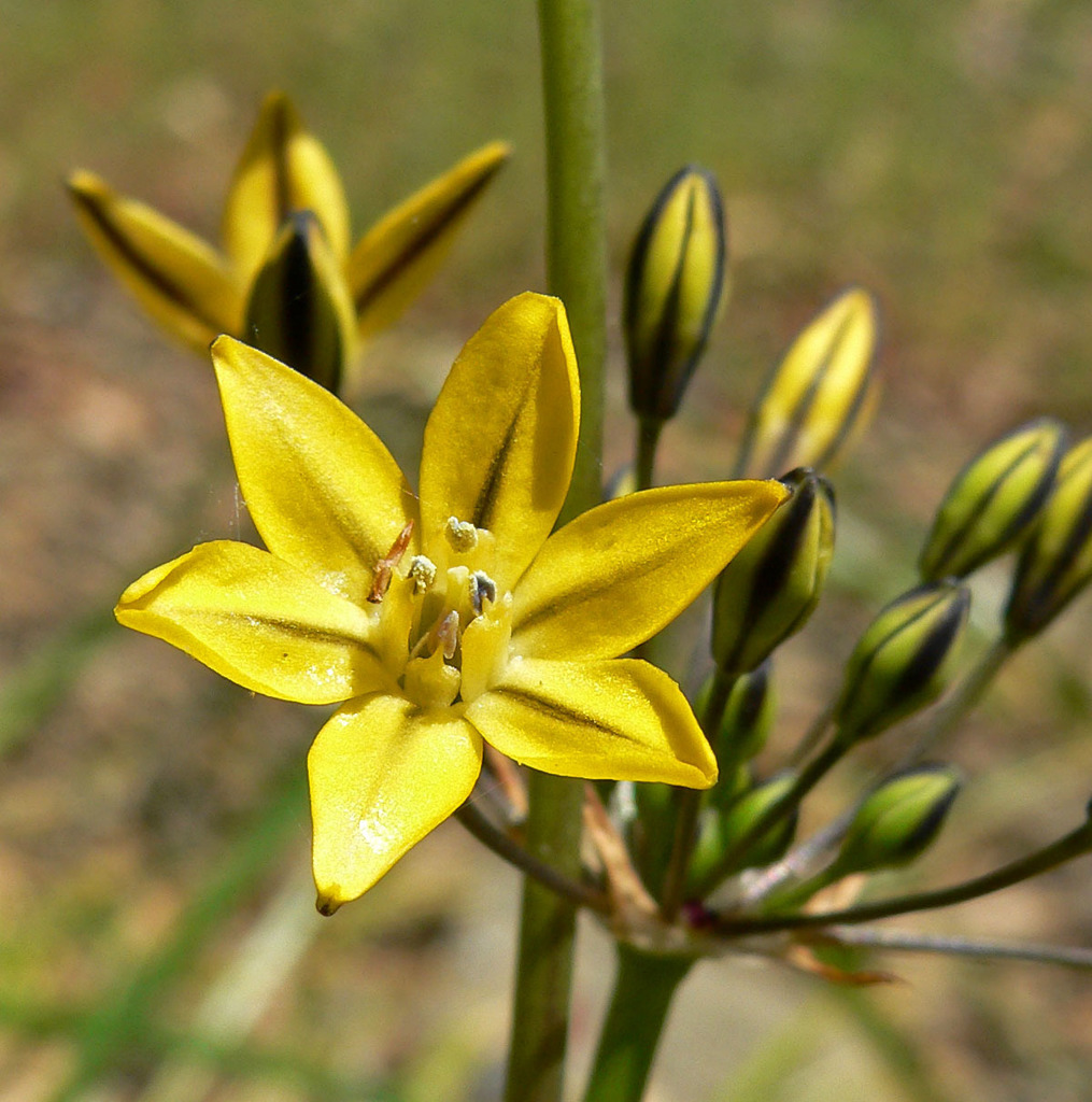Triteleia lugens (Dark-mouthed triteleia), native California herb