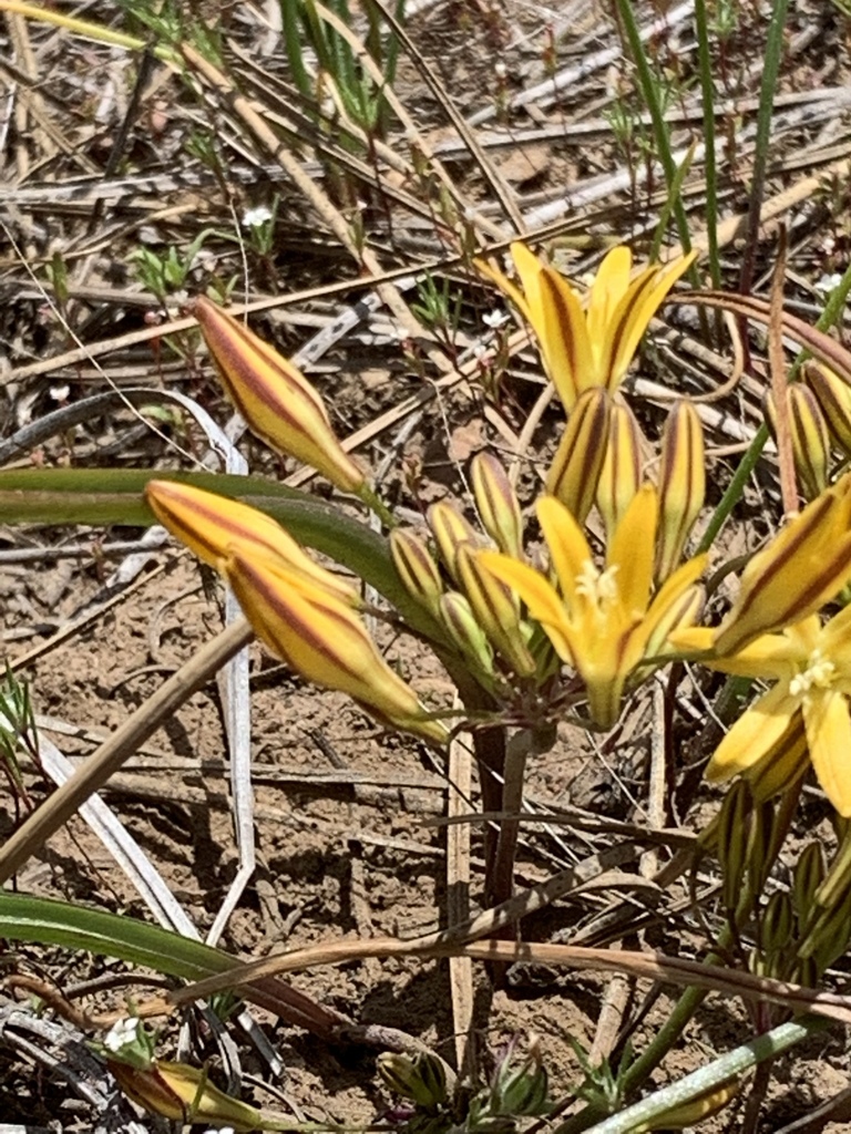 Triteleia montana (Mountain triteleia), native California herb