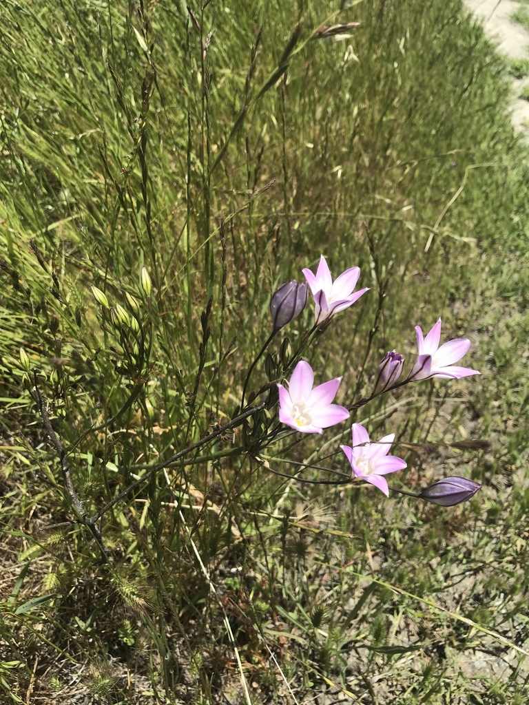 Triteleia peduncularis (Long-rayed brodiaea), native California herb