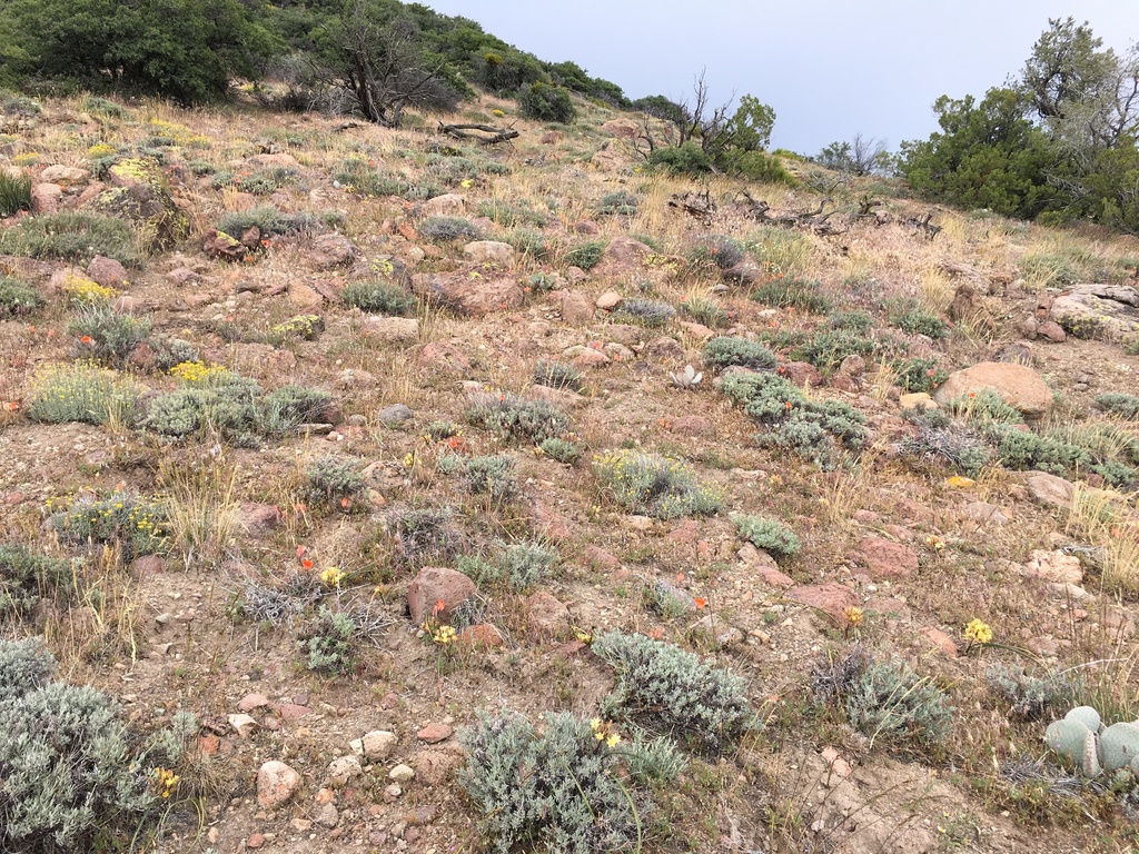 Triteleia piutensis (Piute mountains triteleia), native California perennial