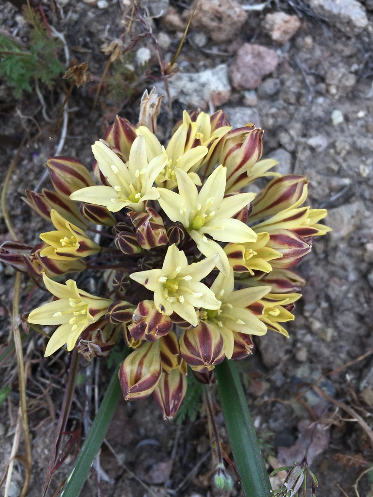 Triteleia sp., native California perennial