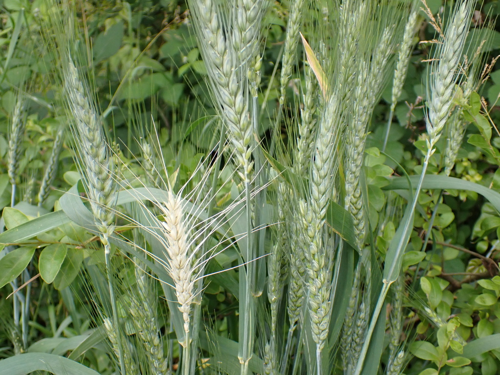 Triticum aestivum (Common wheat), non-native California grass