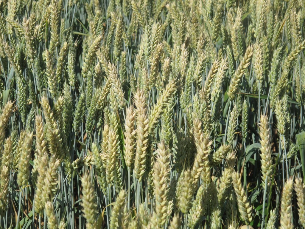 Triticum sp. (Wheat), non-native California annual