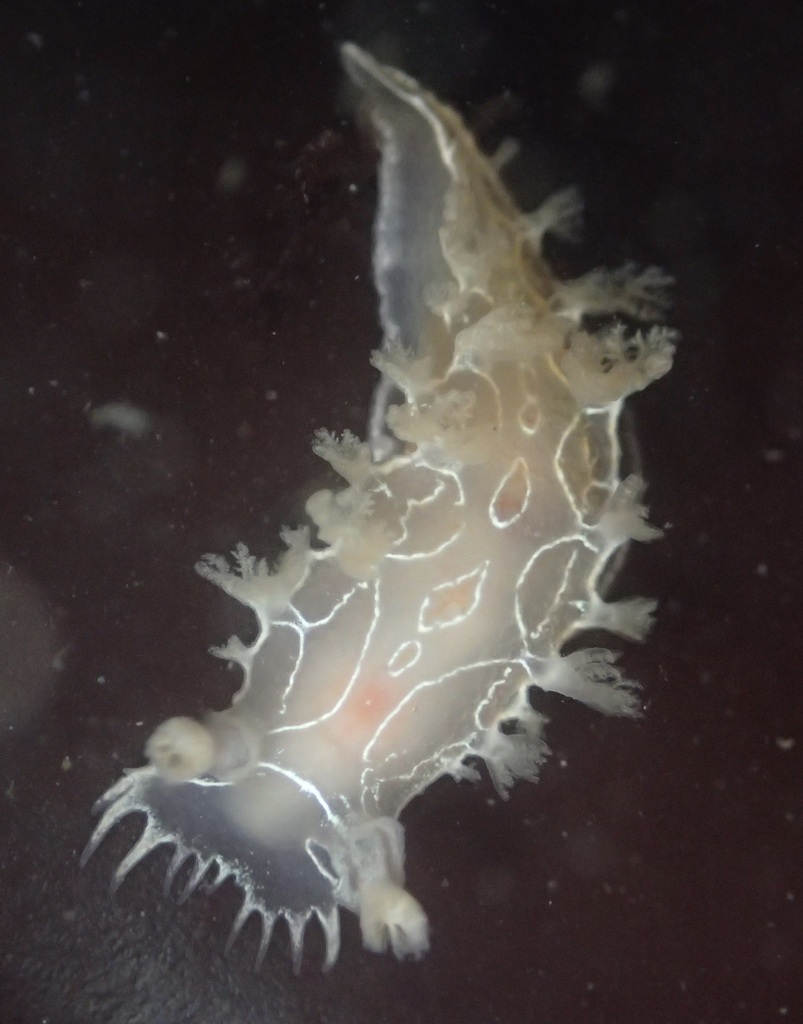 Tritonia festiva (Festive Tritonid), California species
