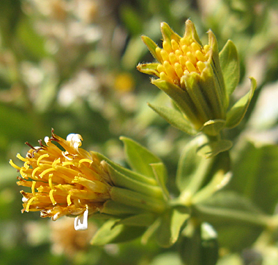 Trixis californica var. californica (California trixis), native California shrub