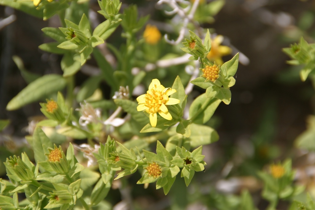 Trixis sp., native California shrub