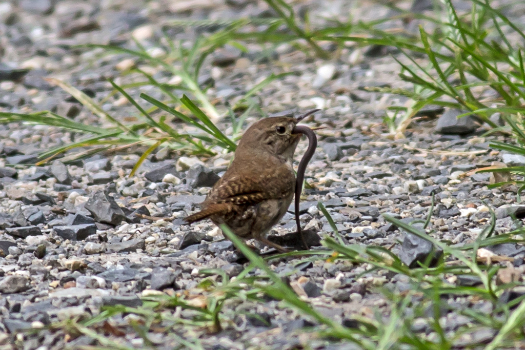 Troglodytes aedon (House Wren), California species