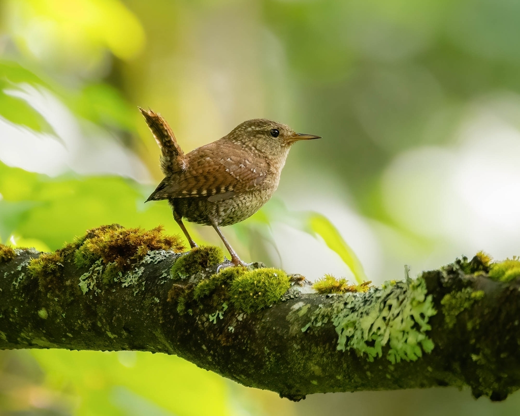 Troglodytes hiemalis (Winter Wren), California species