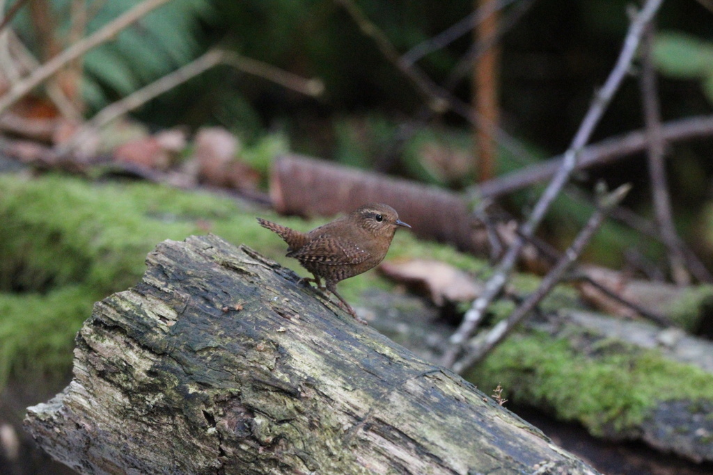 Troglodytes pacificus (Pacific Wren), California species