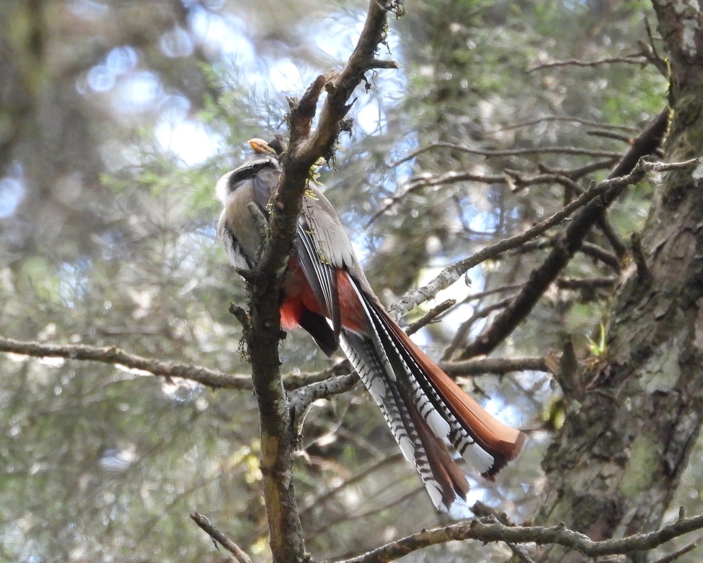 Trogon elegans (Elegant Trogon), California species