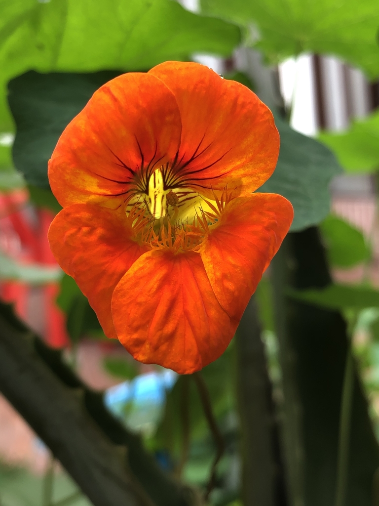 Tropaeolum majus (Garden nasturtium), non-native California vine